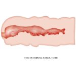 CRAZY BULL - ISABEL MASTURBADOR VAGINA 13.5 CM - Imagen 4