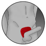 ELECTRASTIM - ACCESORIO ESTIMULACIÓN BASE PENE - Imagen 9