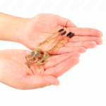 KINK - PINZAS PARA PEZONES CON COLGANTE DE COBRA 6 CM - Imagen 3