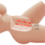 CRAZY BULL - LILY MASTURBADOR FEMENINO TORSO REALÍSTICO VAGINA Y ANAL 4 KG - Imagen 5