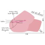 HIDDEN DESIRE - JUICY SUCKING PUSSY TORSO MASTURBADOR FEMENINO 4 KG - Imagen 7