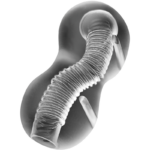 Imagen del artículo erótico JAMYJOB - EXTREME MASTURBADOR TENSEK 3 TRANSPARENTE de JAMYJOB en la sección JUGUETES BIENESTAR |Juguetes para Hombres|Vaginas con vibración de Millenial Sexshop.